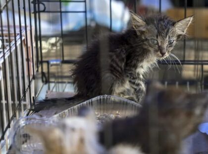 Las mascotas víctimas de los terremotos en Venezuela esperan por un hogar